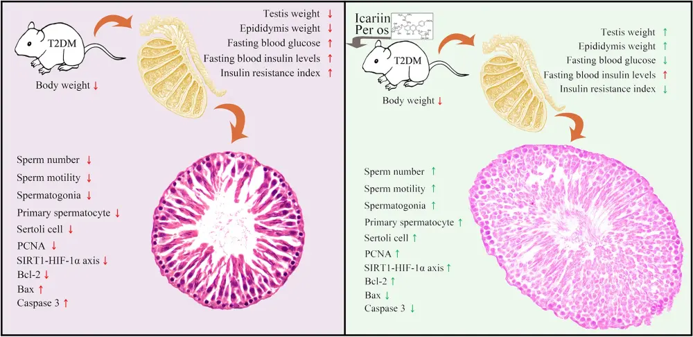 Horny Goat Weed Extract Icariin Powder Benefits