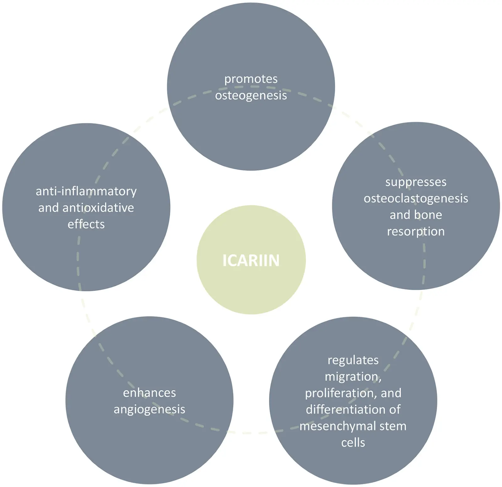 Horny Goat Weed Extract Icariin Powder Benefits