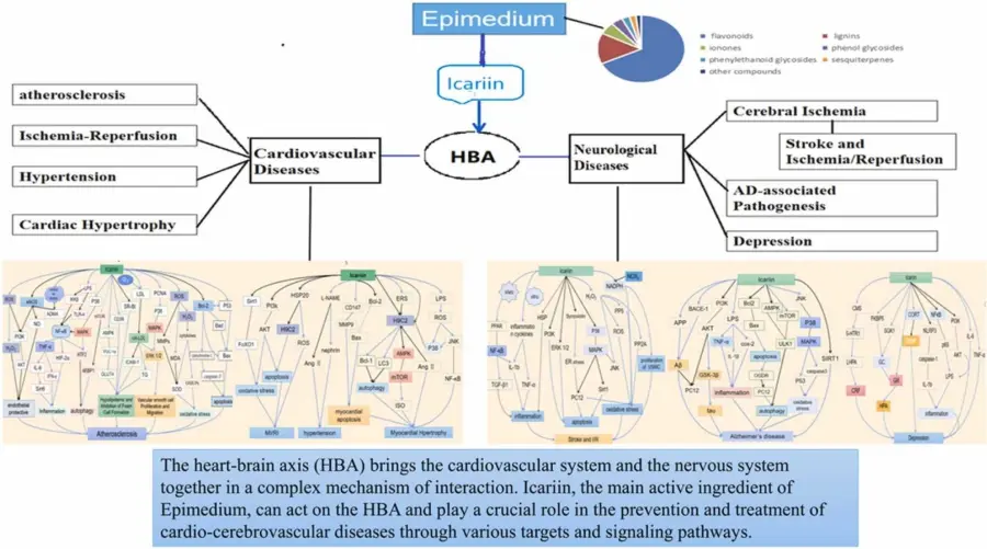 Horny Goat Weed Extract Icariin Powder Benefits Horny Goat Weed Extract Icariin Powder Benefits