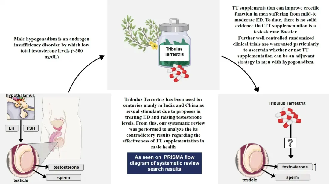 What's tribulus terrestris extract benefits for male? What's tribulus terrestris extract benefits for male?