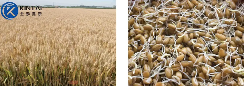 KT Wheat Germ Extract Powder Plant Source KT Wheat Germ Extract Powder Plant Source