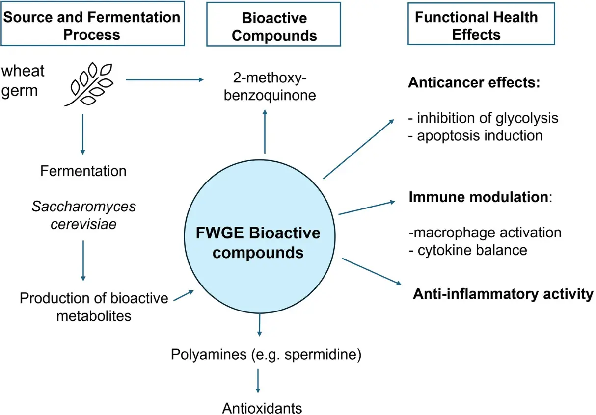 Functional and health-promoting roles of FWGE.