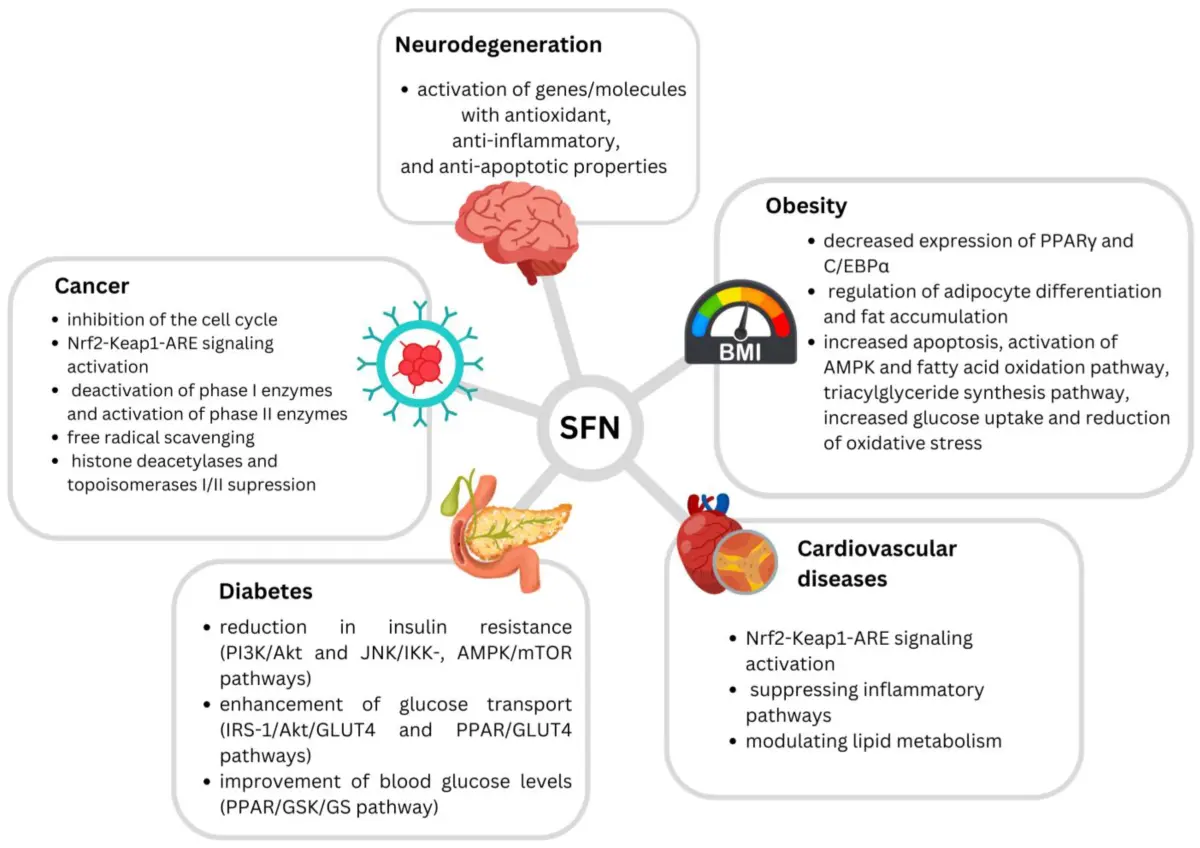 Sulforaphane Powder Benefits Sulforaphane Powder Benefits