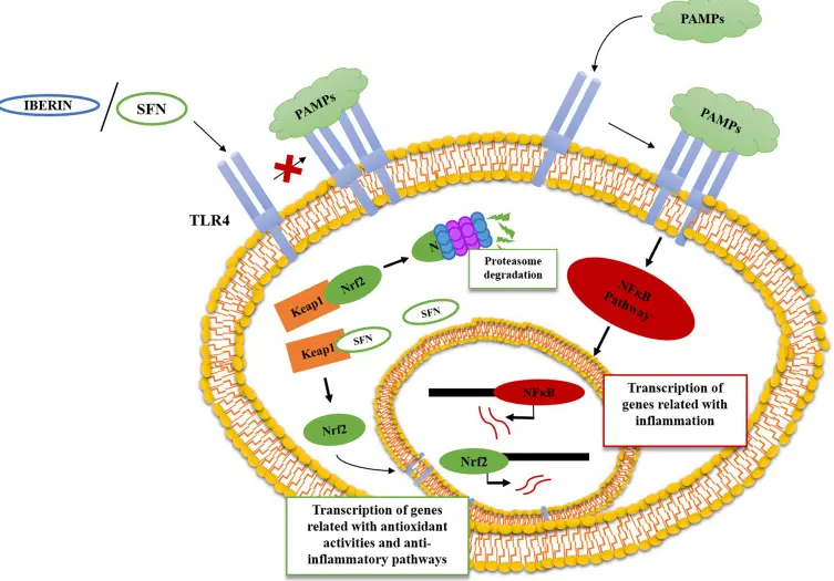 Glucoraphanin Stable Activity Glucoraphanin Stable Activity