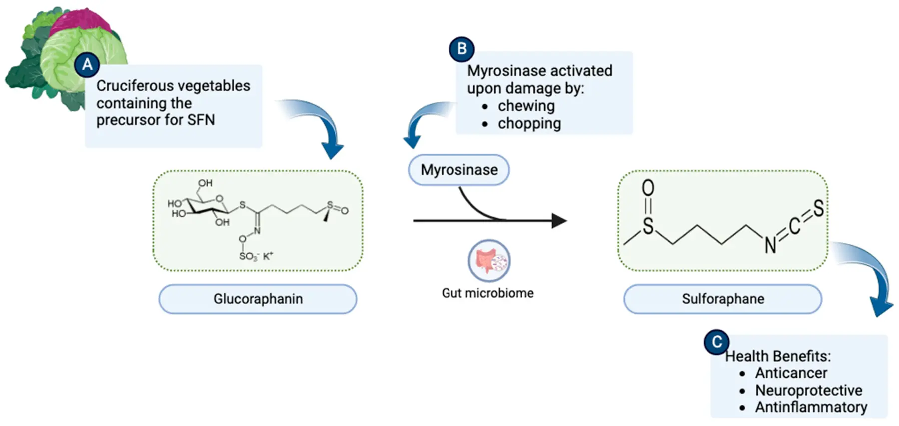 Potential Cardiovascular and Neuroprotective Effects