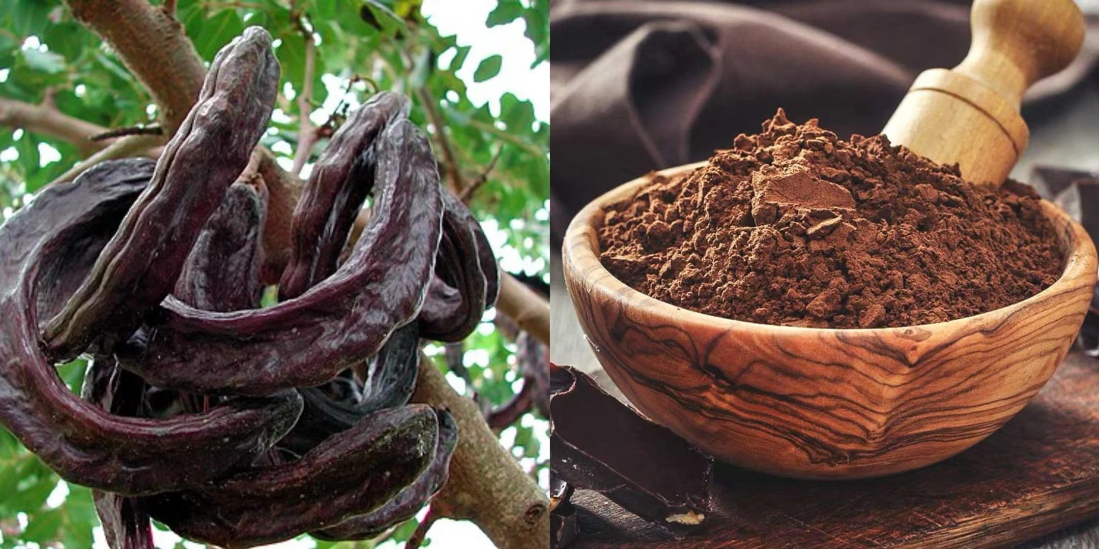 Carob Bean Extract D-Chiro-Inositol(DCI) Powder Botanical Source