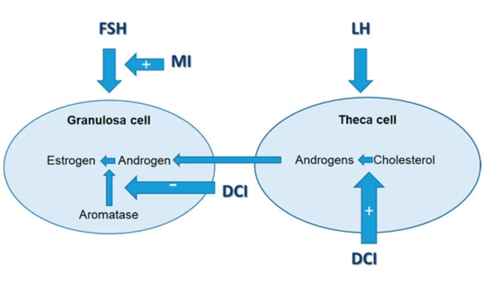 Key Application of DCI: Ameliorating Symptoms Associated with Polycystic Ovary Syndrome (PCOS)