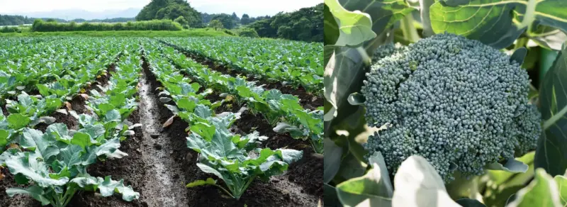 KINTAI Glucoraphanin Powder Plant Source