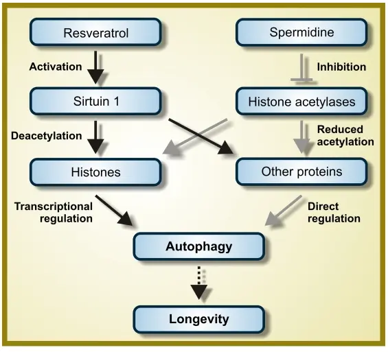 Spermidine vs Resveratrol Spermidine vs Resveratrol