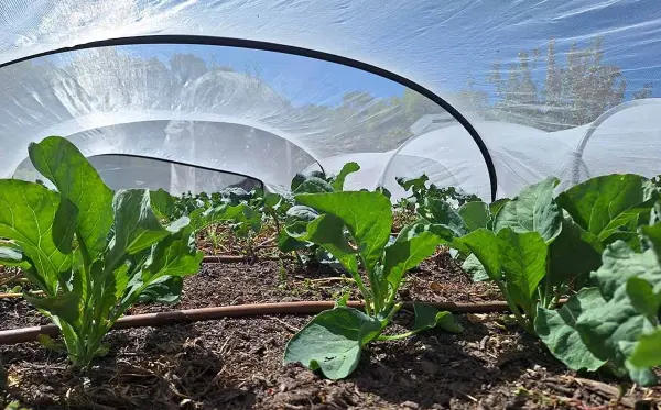 agricultural bases to cultivate broccoli agricultural bases to cultivate broccoli