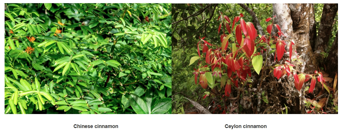 plant source of Cinnamon Extract plant source of Cinnamon Extract