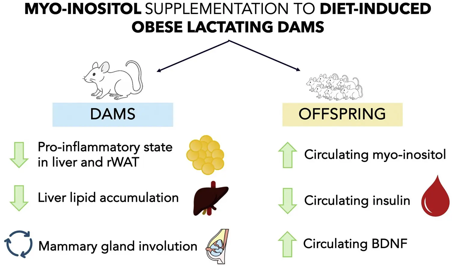 The Efficacy of Myo-Inositol for Weight Loss. The Efficacy of Myo-Inositol for Weight Loss.