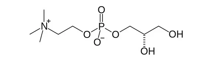 Alpha GPC Manufacturer