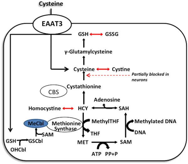 L-Methionine Effects on Sleep L-Methionine Effects on Sleep