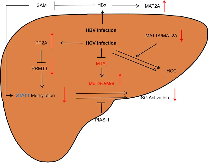 L-methionine's protective effect on the liver