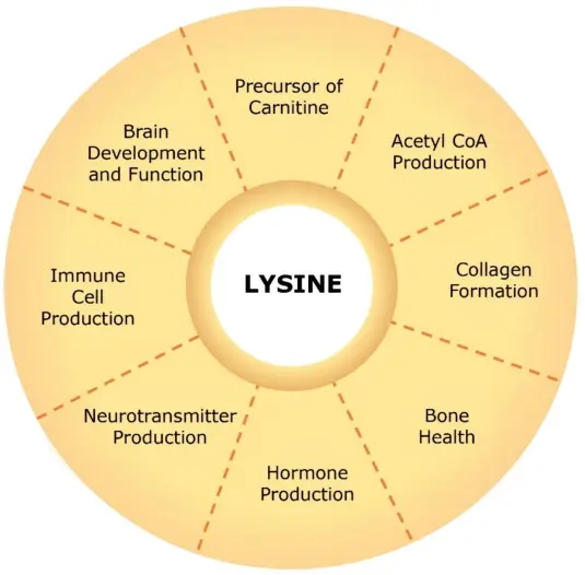 Benefits of L-lysine Benefits of L-lysine