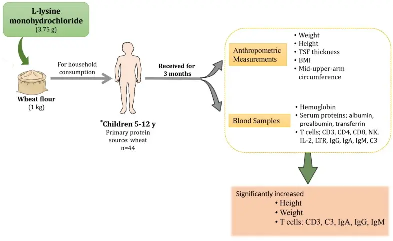 L-lysine Promotes Protein Synthesis and Tissue Growth and Repair