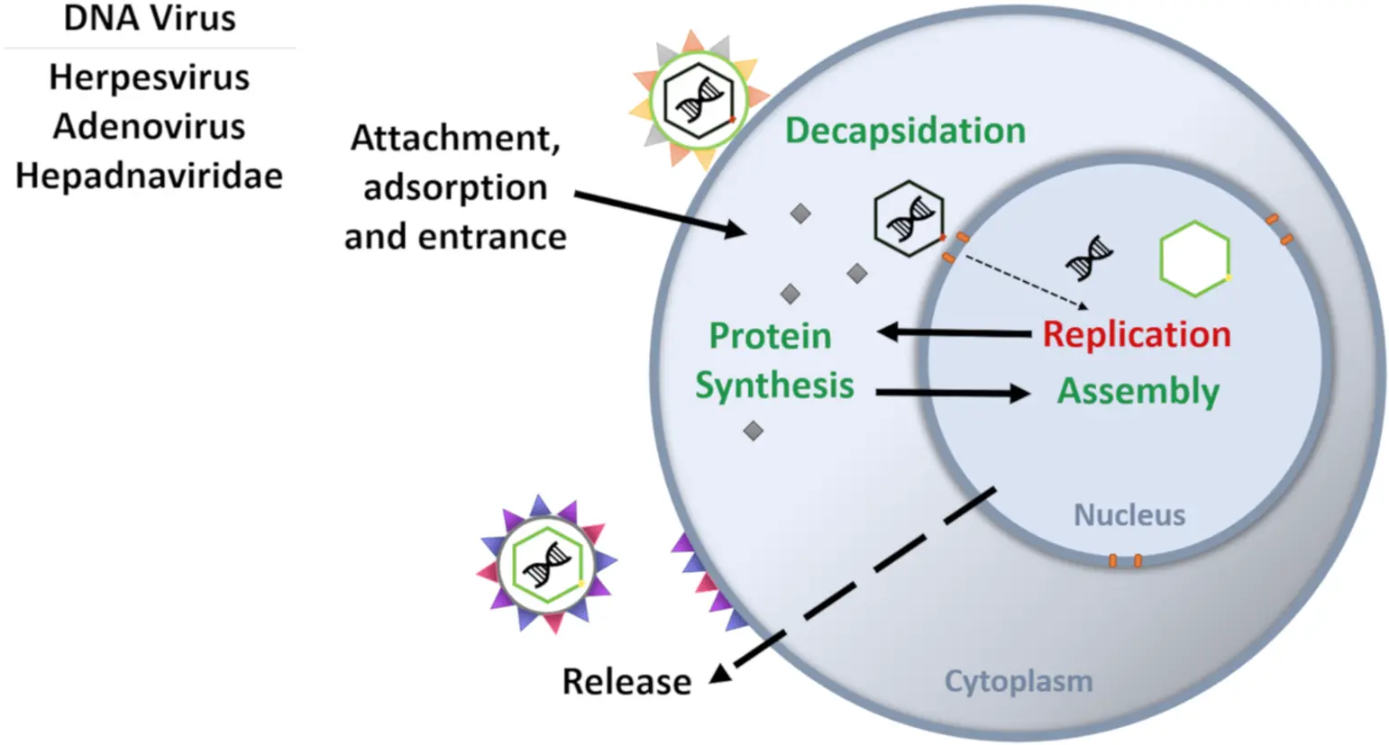 What does L-lysine do for cats? What does L-lysine do for cats?