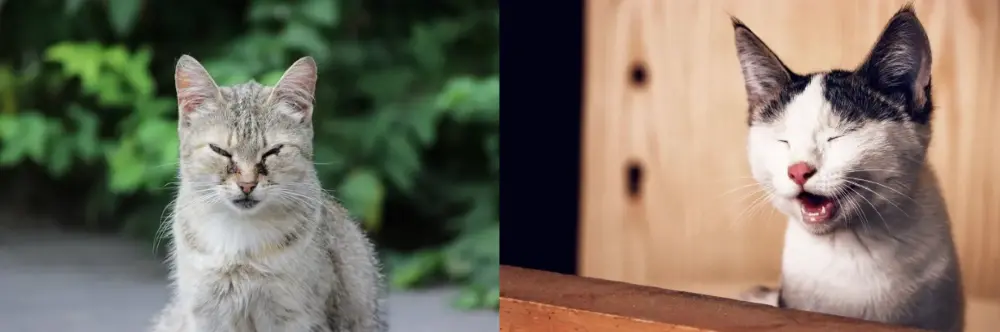 Feline Rhinotracheitis Feline Rhinotracheitis