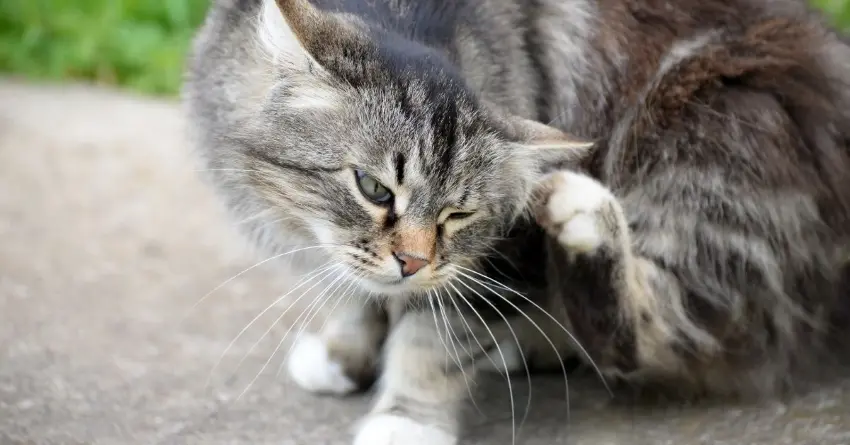 cat Skin and Coat Care cat Skin and Coat Care