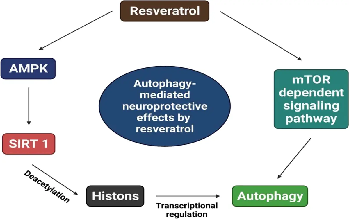 Resveratrol  Neuroprotection