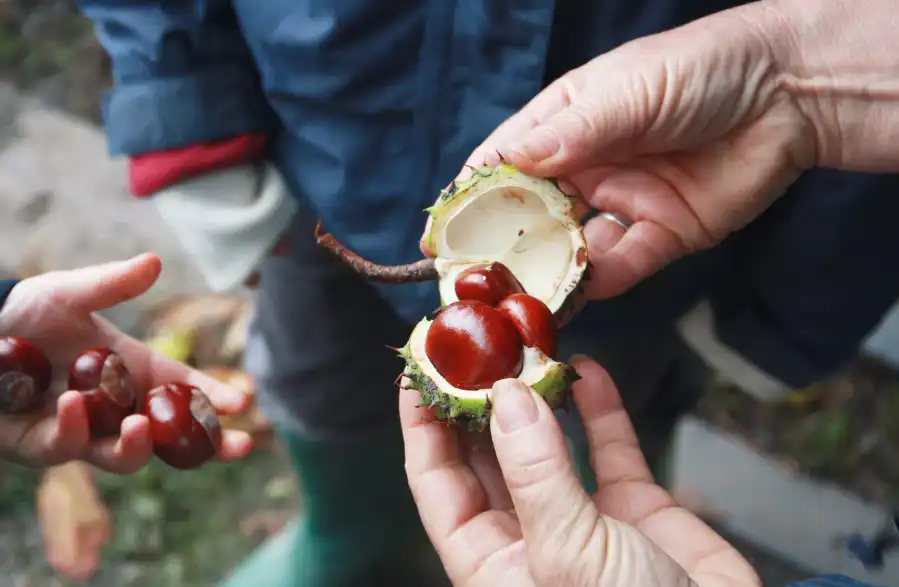 Horse Chestnut