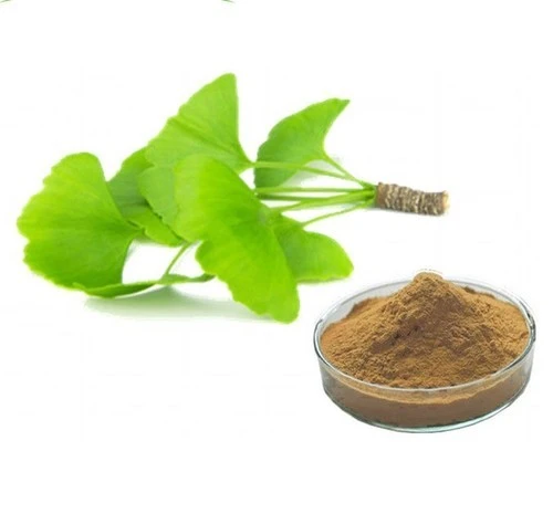 Ginkgo Biloba Extract Powder