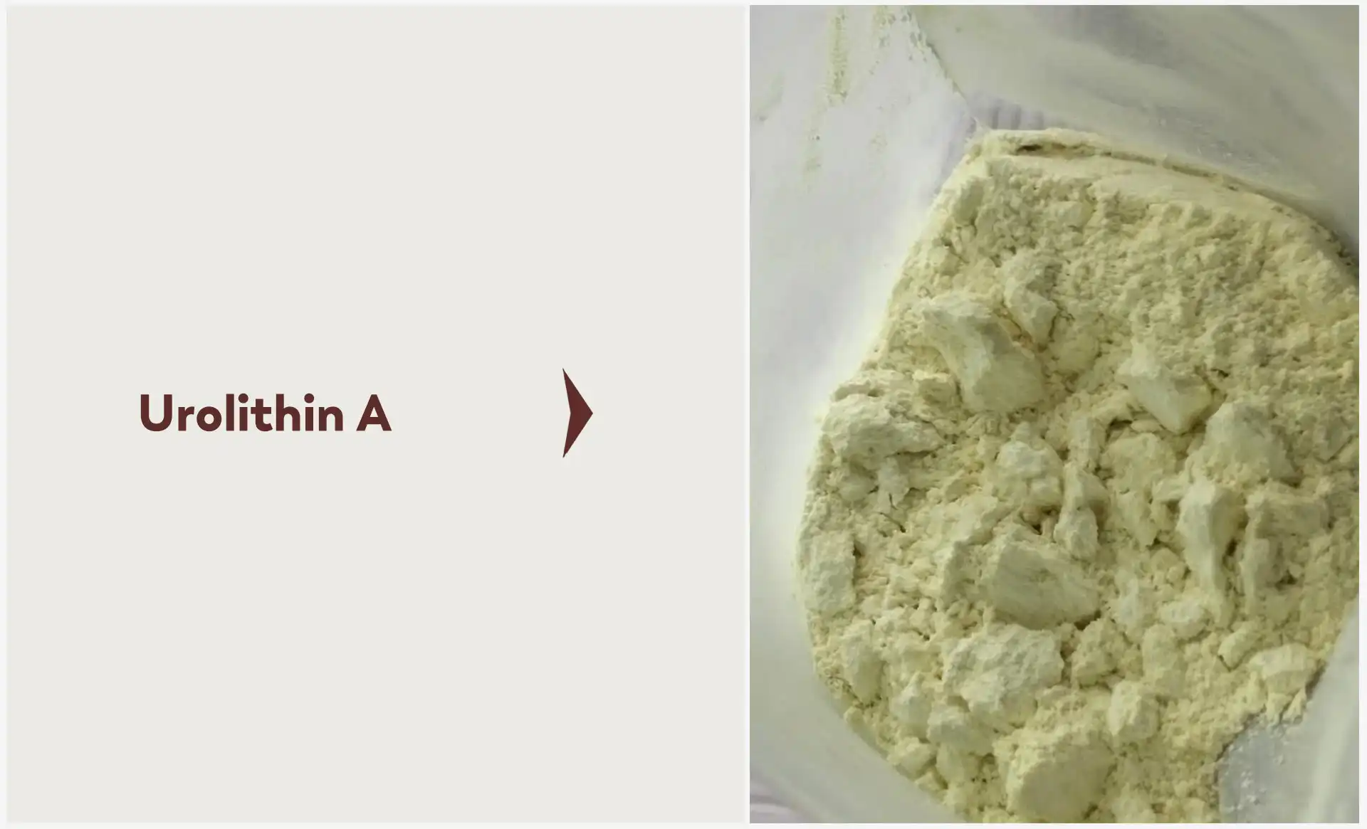 Urolithin A Powder