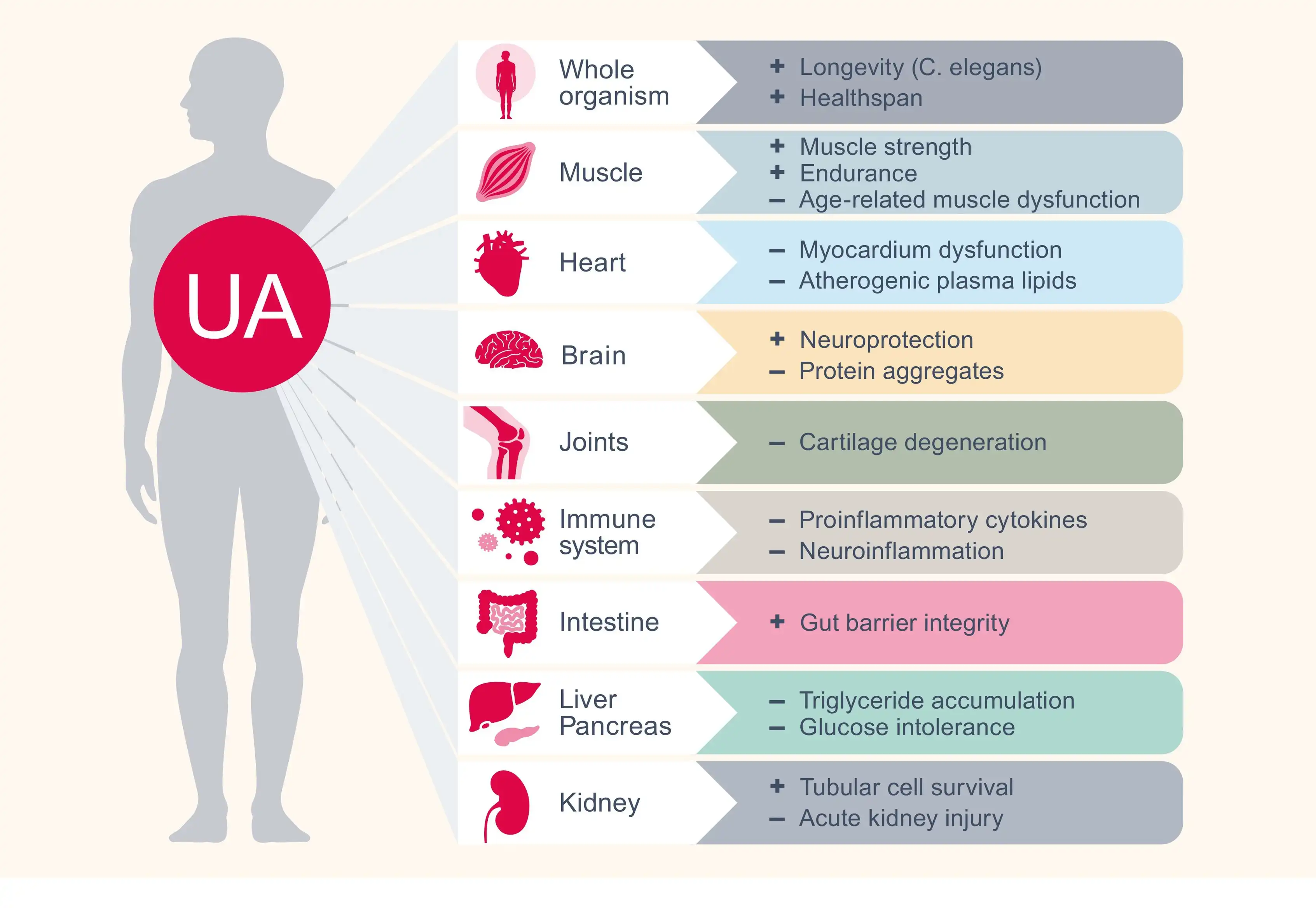 Benefits of Urolithin A Powder Benefits of Urolithin A Powder