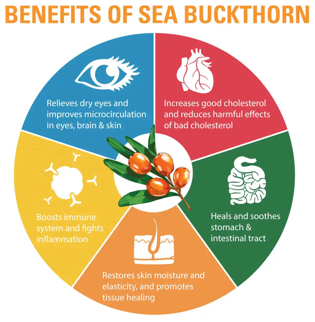 Benefits of Sea Buckthorn Powder Benefits of Sea Buckthorn Powder