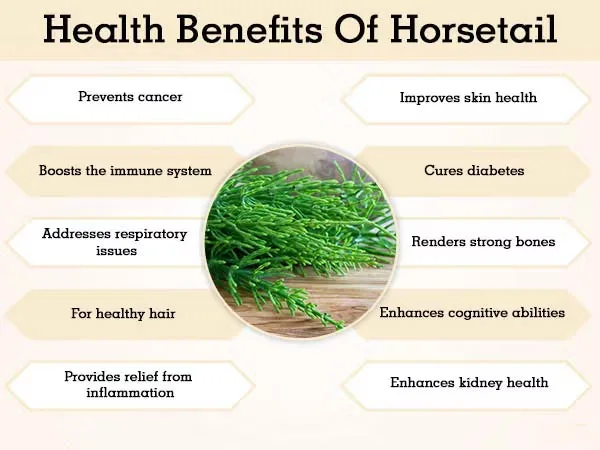 Benefits of Horsetail Extract Silica Benefits of Horsetail Extract Silica