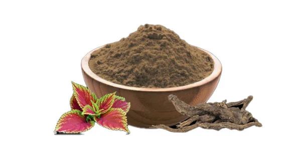Coleus Forskohlii Extract Powder