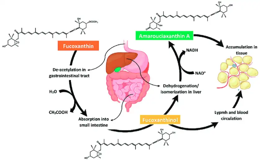 The Science Behind Fucoxanthin's Metabolic Benefits The Science Behind Fucoxanthin's Metabolic Benefits