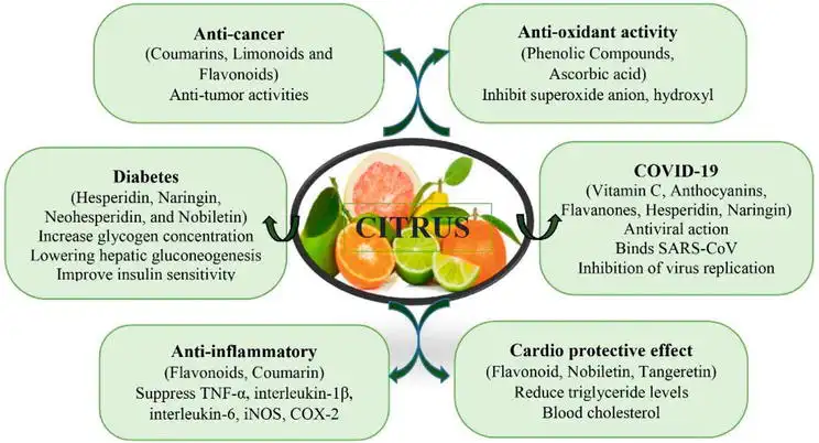 Benefits of Citrus Aurantium Extract Benefits of Citrus Aurantium Extract