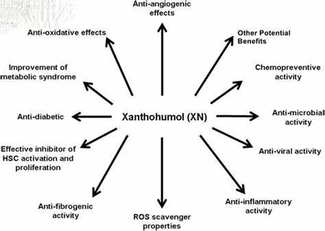 Benefits of Xanthohumol Powder Benefits of Xanthohumol Powder