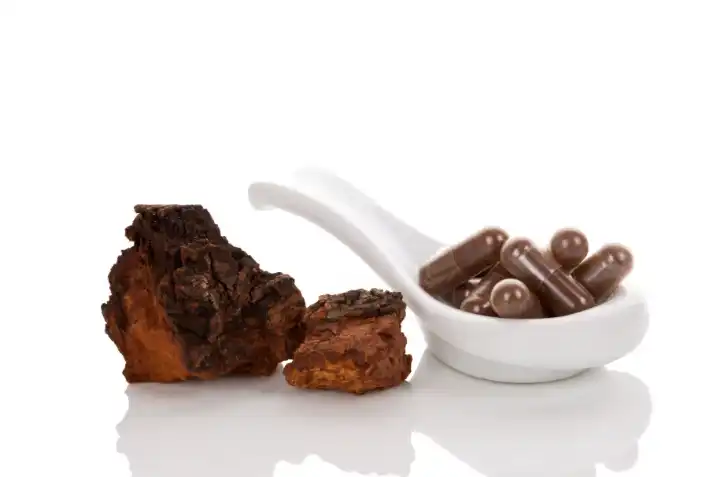Chaga extract powder used in medicine.