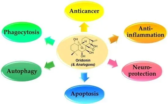 Benefits of Oridonin Powder Benefits of Oridonin Powder