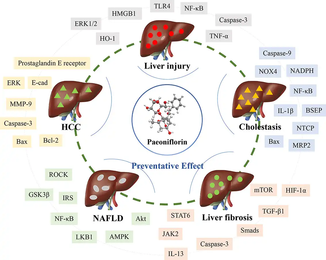 Benefits of White Peony Extract Benefits of White Peony Extract