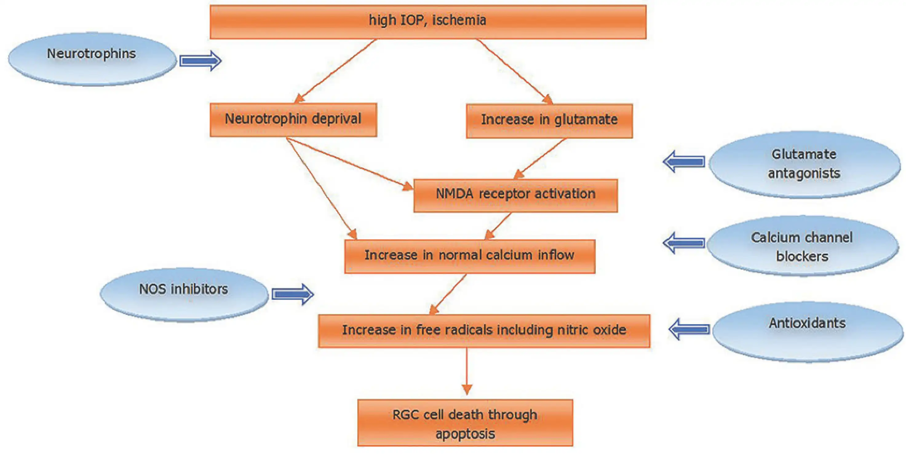cytidine 5'-diphosphocholine benefits