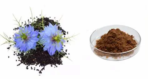 Thymoquinone Powder Thymoquinone Powder