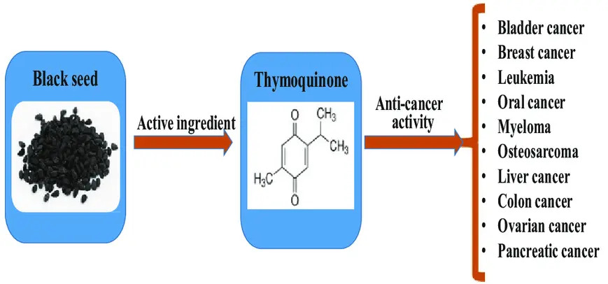 Benefits of Thymoquinone Powder Benefits of Thymoquinone Powder