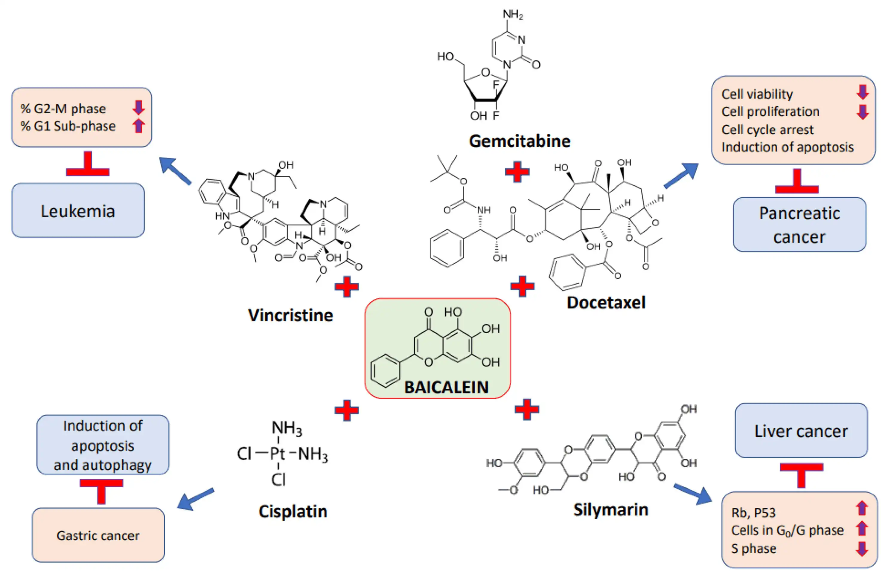 Benefits of Baicalein Powder