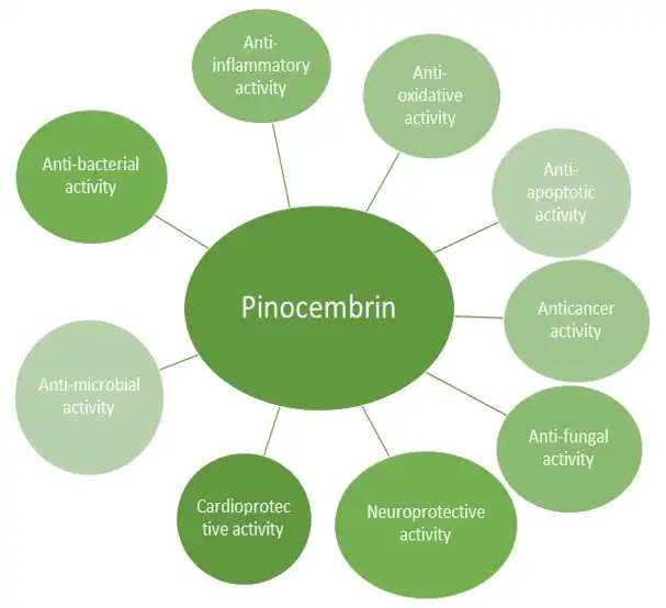 Benefits of Pinocembrin Powder