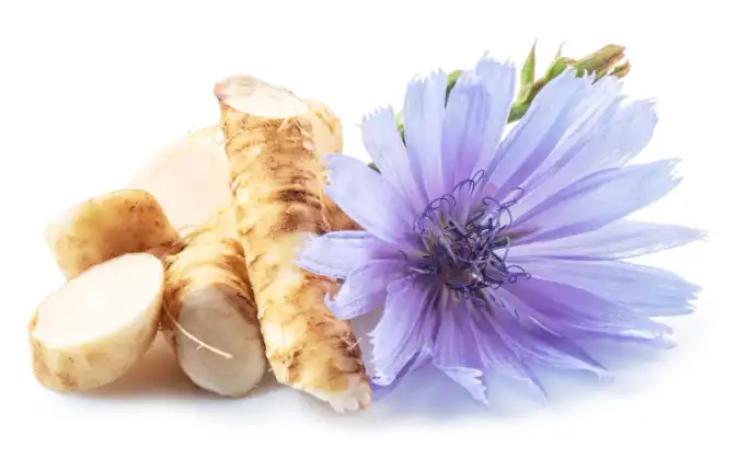 Chicory Root Chicory Root
