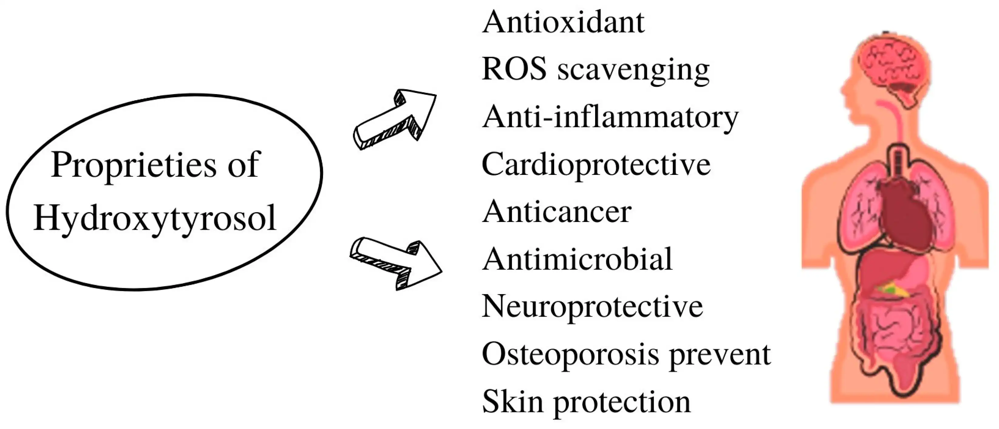 The Science Behind Hydroxytyrosol's Cardioprotective Effects