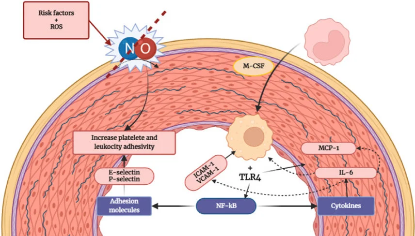Hydroxytyrosol's Impact on Key Cardiovascular Risk Factors