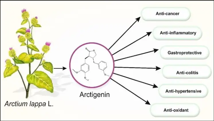 Benefits of Arctigenin Powder Benefits of Arctigenin Powder