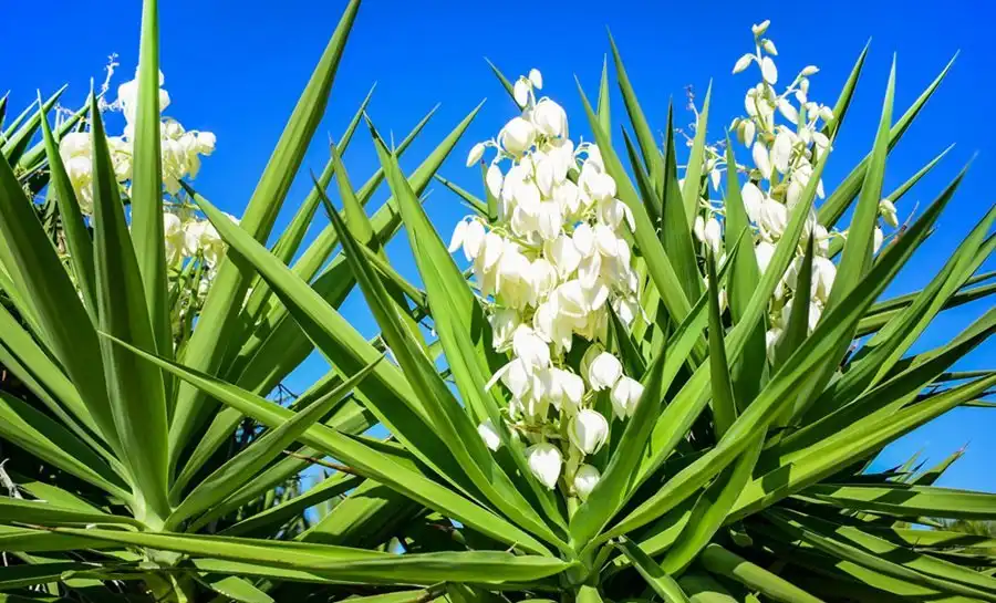 yucca