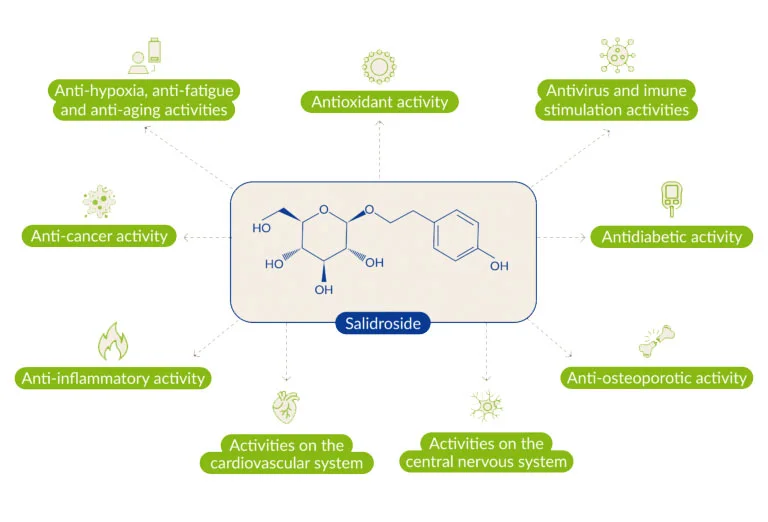 Specific Health Benefits of Salidroside Powder