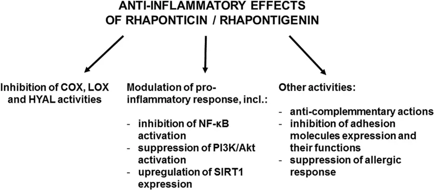 Benefits of Rhapontinare Powder Benefits of Rhapontinare Powder